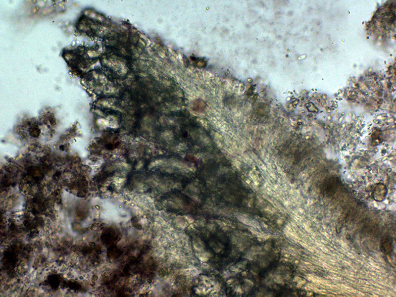Un hydnoide corticale da identificare